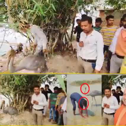 प्रयागराज में एक और सारस की प्रेम कहानी की विडियो वायरल हो रही है #सारस#प्रयागराज#दोस्ती#वाराणसी#गाजीपुर#चंदौली#यूपी