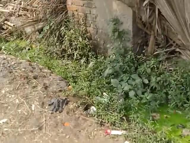 सबौर: sabour parkhand ke chandheri panchyat ke mirzapur village ke 8-9 war ka sisithi#sabour #bhgalpur #bgp #sabour@