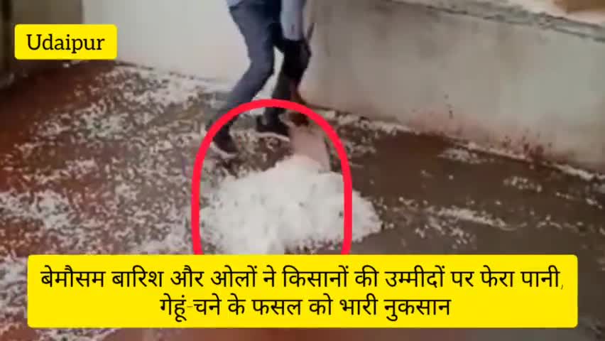 UDAIPUR: बेमौसम बारिश और ओलों ने किसानों की उम्‍मीदों पर फेरा पानी, गेहूं-चने के फसल को भारी नुकसान #udaipurnews