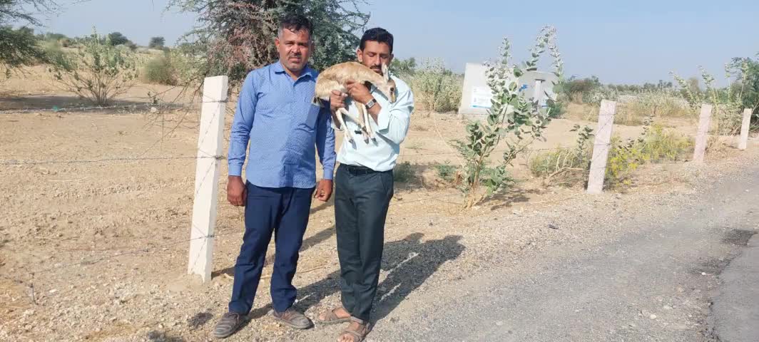 184वां
#Greenman rescues 184th deer (Chinkara)
#ग्रीनमैन ने 184वां हिरण (चिंकारा ) बचाया