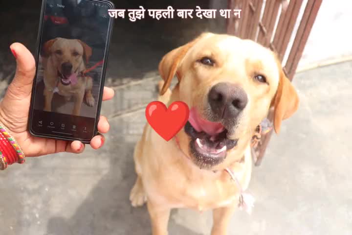 #jojo #pet #lovevideo #komal #grampradhan