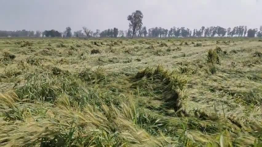 भारी बारिश व ओलावृष्टि के कारण गेहूं की फसल हुई बर्बाद सरकार से मुवावजे की अपील #julana_khabar #sirsa_kheri