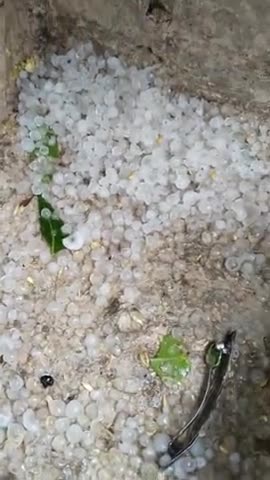 बटियागढ़: ग्राम आंजनी की टपरिया गांव में आज दिनांक /31/03/2023 को बहुत सारी मात्रा में हुई ओले की बरसात 
#virul_video #sortsvideo