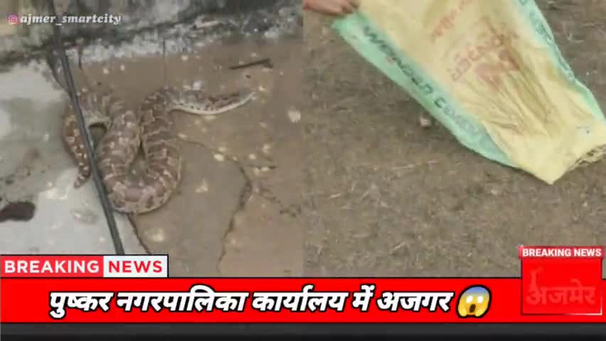 पुष्कर नगरपालिका कार्यालय में अजगर 😱 #ajmer #pushkar #ajmernews