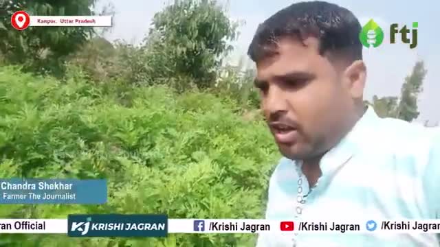 जल्द से जल्द अपने खेत से हटा दे कांग्रेस घास, नहीं तो बर्बाद कर देगी पूरे फसल को
#congressghaas #agriculturelife