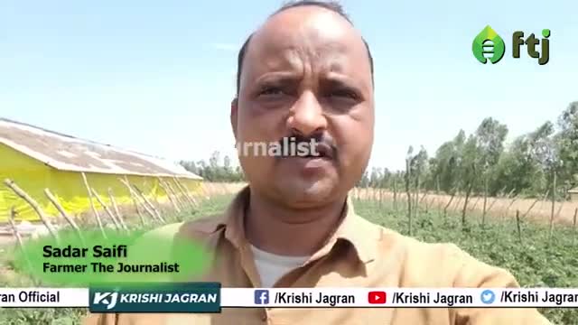 Tamatar ki Kheti: टमाटर की खेती कर कमा सकते है अच्छा मुनाफा, जानें कैसे करें खेती
 #tomatofarming #tomato #agriculure