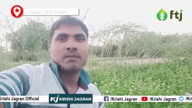 बरसीम की बीज की Market में है बेहद Demand, पशुपालक चारें के रूप में करते है उपयोग
 #barseemfarming #agriculure #farmer