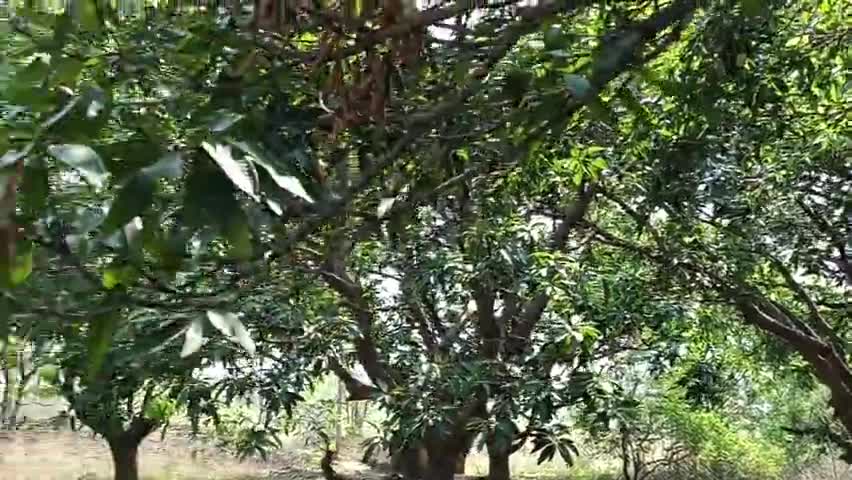 पेड़ पर चढ़ कर आम तोड़ने का मज़ा ही अद्भुत है

#आम #mango #mangoes #mangoseason #किसान #किसानपुत्र  #kisan 
#छत्तीसगढ़िया #छत्तीसगढ़ #chhattisgarh #cg #BhupeshBaghel #chhattisgarhiya #ChhattisgarhNe