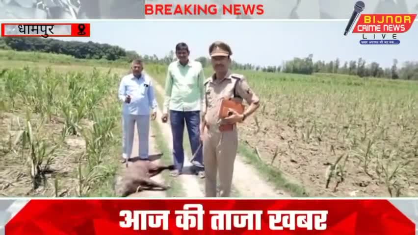 धामपुर : मे जंगली सूअर का शिकार करते हुए 2 शिकारियों को वन विभाग की टीम ने दबोचा ?#dhampurnews #bijnornews