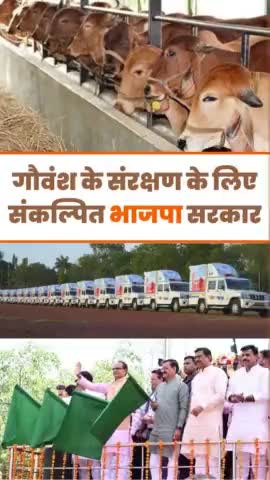 गौवंश के संरक्षण के लिए संकल्पित भाजपा सरकार।

#madhyapradesh #reelsindia #ShivrajSinghChouhan #bjp4india #gaumata #gauraksha #bjp4mp