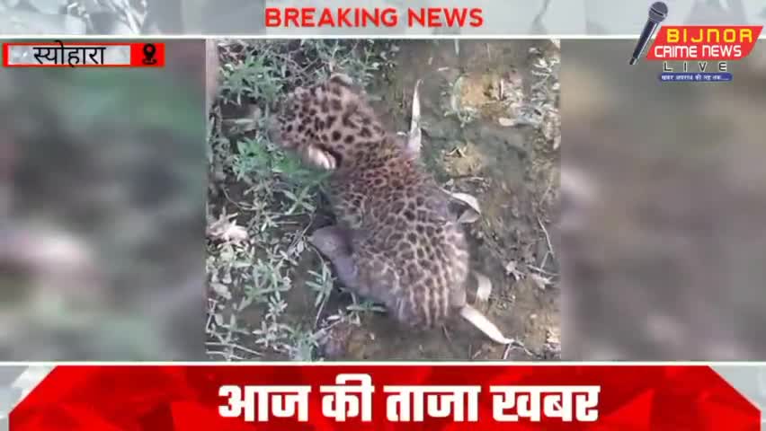 स्योहारा : के गांव मेवा जठ के खेतो मे मिले गुलदार के छोटे - छोटे दो बच्चे गांव मे दहशत का माहौल #bijnornews #seoharanews