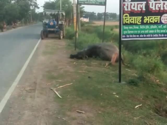 खगड़िया: bijli lagne huyi ek bhais ka maut bilji ka taar banner pole se attach tha bhais charne ke liye #bijlivibhag @