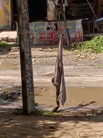 अमरोहा: joya sambhal road को हालत कुछ इस ......#amroha #joya #road