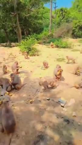 जय श्री राम 🙏😊 #Monkey #Feeding #Faridabad #Monday #Morning #KrishanAttri