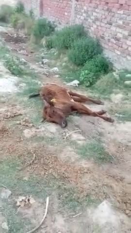 पिंड्रा: पिंड्रा बड़गांव
गौशाला के नाम पर गाय का अनादर किया जाता है #वायरल #viralpindra#yogi #112