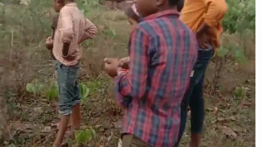 💥 भरहुत पंचायत के प्रकाश नगर गांव में अकासी बिजली गिरने से दो बैलों की मौत !!#vayralvideo #vayralnews #ibntv.india
