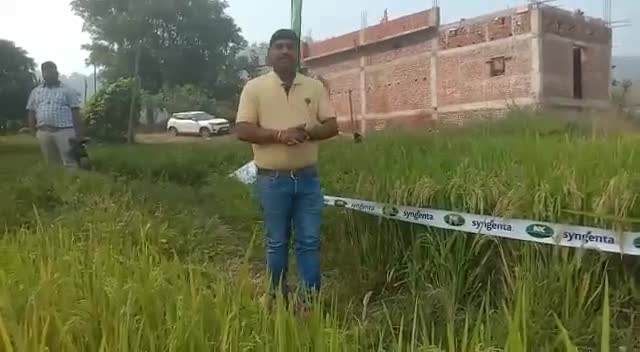 सिंजेंटा S 4003 जो दे बेहतर उपज 2 नम्बर जमीन में
लंबी बाली वजनदार दानें किसानों की शान S 4003