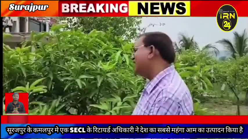 1 लाख 80 हजार का आम सुरजपुर जिले के कमलपुर में । एक आम में होते हैं दो तरह के स्वाद।#adhbhut #news #viralvideo #irn24