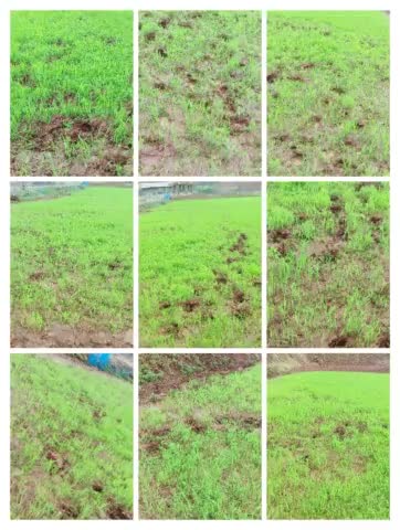 ग्राम सिकरिया के खेत धारक अमित मिंज का लगभग  15000 का धान बीज का गाछी को सपनादर के पशुओं द्वारा चरने से भारी नुकसान @