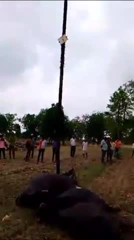 जतारा: 11000 kv की लाइन टूटकर गिरी 3 भैंस व एक बछड़े की हुई मौत। #cmmadhyapradesh