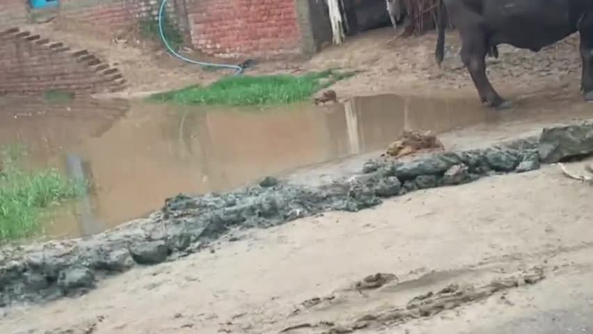 कोचस: #गली नली अच्छी नही बनाने के कारण