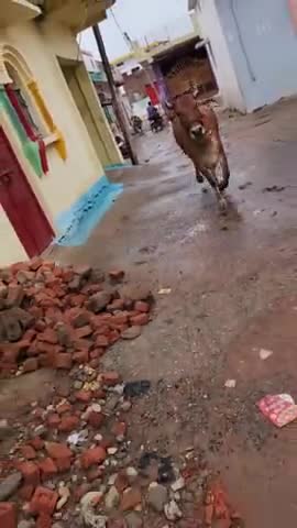 एक दूसरे से करते है प्यार हम
एक दूसरे के लिए बेकरार हम
मेरी प्यारी गौ मैया
#कटनी #मीडिया #गौमाता से निरोगी काया🙏 #गौमाता राष्ट्र माता #Aam Aadmi Party