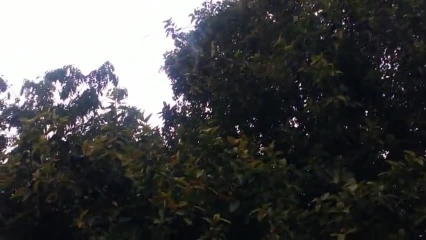 टांडा: #एनटीपीसी में आकाशीय बिजली वृक्ष  पर गिरने से पेड़ की डालियां थोड़ी देर जलती रही आकाशीय बिजली से बच्चे बाल बाल आने लोग