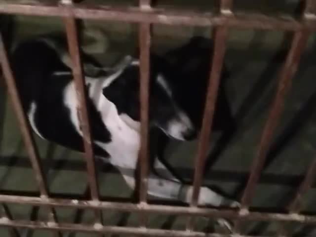 बिक्रम के ग्राम बेरी में #शिक्षक की लापवाही से #कुत्ता सरकारी स्कूल में कैद, भूख से बदहाल है कुत्ता #beri #bikram #news