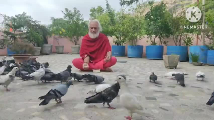 उड़ आया ऊंची मुंडेर से मेरे आपन कबूतर एक पुलक प्राणों में चितवन नयन में मधुर-मधुरतर आया मुंडेर से...
#कबूतर #kabootar #kabutar  #Pigeon
