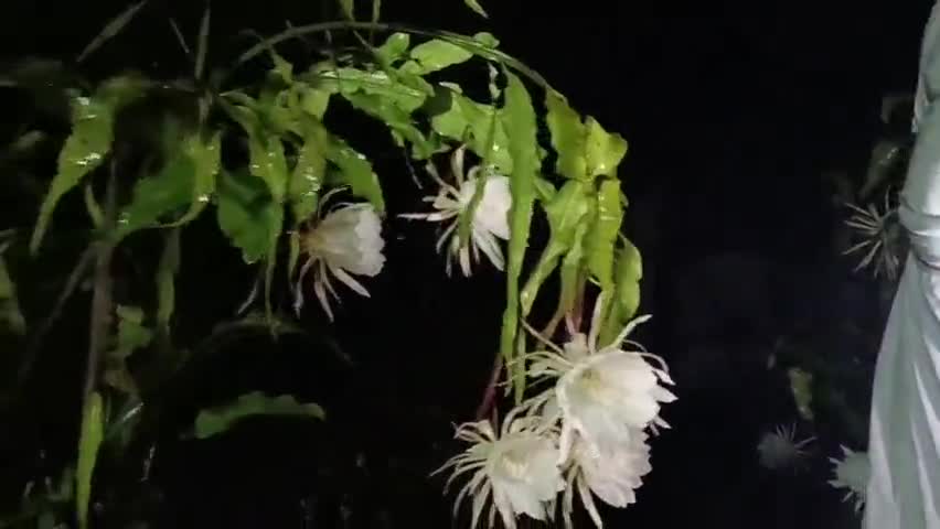 गुढी माइनस पंडित  संतोष शुक्ल जी के निवास  पर  खिले 32 ब्रह्मकमल इस फूल को माता नंदा का प्रिय फूल माना जाता