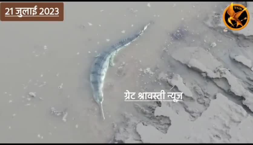 श्रावस्ती के राप्ती नदी में दिखा घड़ियाल
#crocodile#घड़ियाल