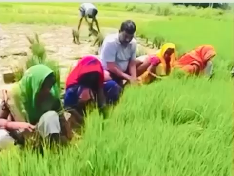 धान की रूपाई 
#जय_जवान_जय_किशान
#किशान