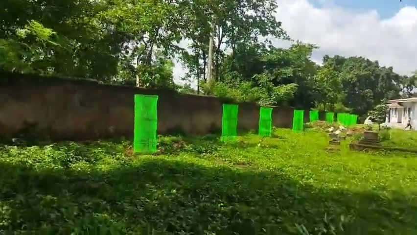 पेड़ लगाएं, हरियाली बढ़ाएं, जीवन बचाएं। #savetreesavelife #Environment #sustainability