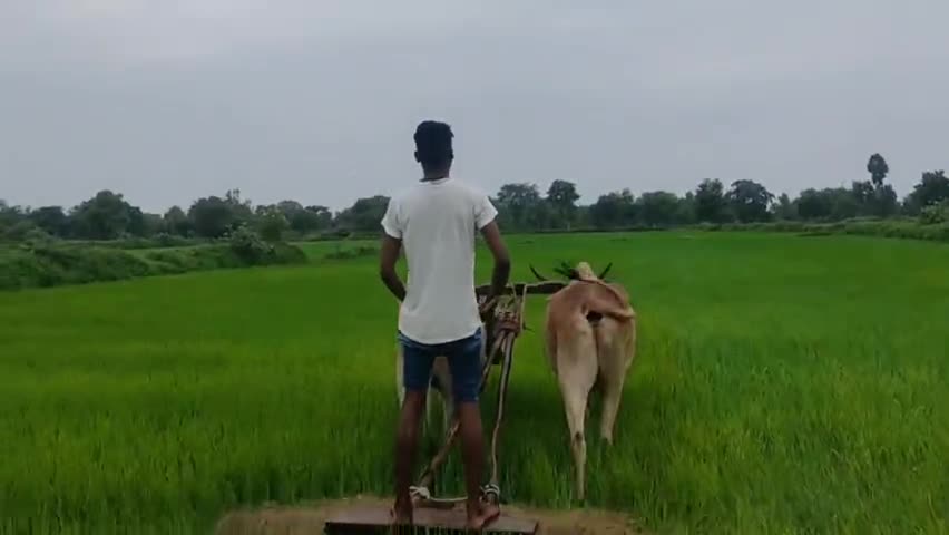 #जय_जवान #जय_किसान 
#छत्तीसगढ़