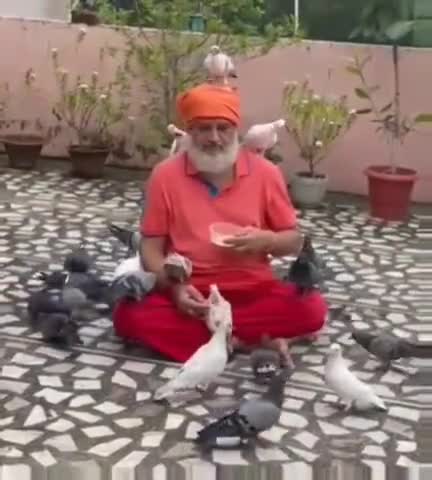 मेरे प्यारे साथी कबूतर...

#कबूतर #kabootar #kabutar  #Pigeon #पक्षी  #birds