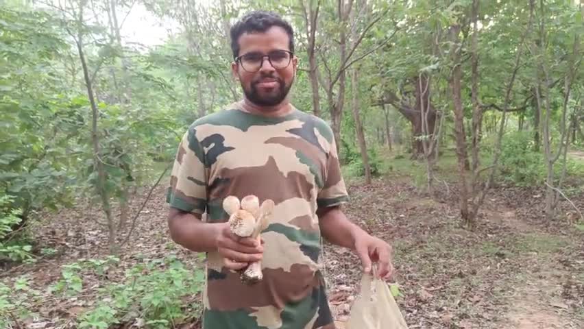 बारिश के साथ हीं जंगली मसरूम का सिलसिला ज़ारी है। #jharkhandlivenews #jharkhandlivenews #बिज़नेस