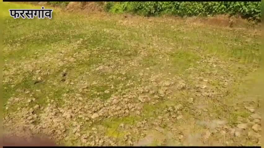 कोंडागांव: बारिश न होने से किसान परेशान, खेतों में आ रही है दरारें क्षेत्र में इस बार काफी कम वर्षा#कोंडागांव
