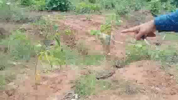 ବିଶ୍ବନାଥପୁର: ଟେକରତୋଳା ଗାଁରେ ବନୀକରଣ ଯୋଜନାରେ ଲକ୍ଷାଧିକ ଟଙ୍କାର ଦୁର୍ନୀତି ଅଭିଯୋଗ ଆଣିଲେ ଗ୍ରାମବାସୀ