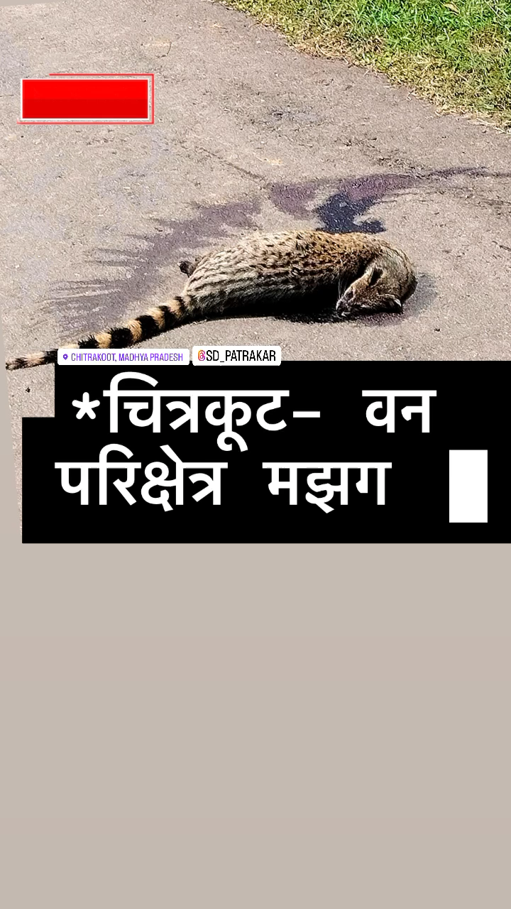 चित्रकूट में वन परिक्षेत्र में अज्ञात वाहन की चपेट में आने से लकड़बग्घे की मौत #chitrakoot #news_ #shivankdwivedireporting