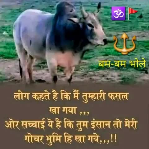 #सावन में जो #भारतीय पत्थर के नदी को जल चढ़ाकर उसके मुंह में प्रसाद ठूंसते हैं, वही पूरे वर्ष इन्हीं नंदी को लाठी डंडे भाले से कुरेद-कुरेद कर मारते भी हैं या दूसरी ओर इन पर हो रहे अत्याचारों पर मुंह फेर कर मौन रह जाते हैं, एक कटु सत्य