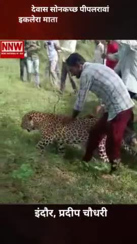 #देवास #सोनकच्छ #पीपलरावां #इकलेरा_माताजी के #जंगल में मिला #तेंदुआ ग्रामीणों ने की तेंदुआ की सवारी।