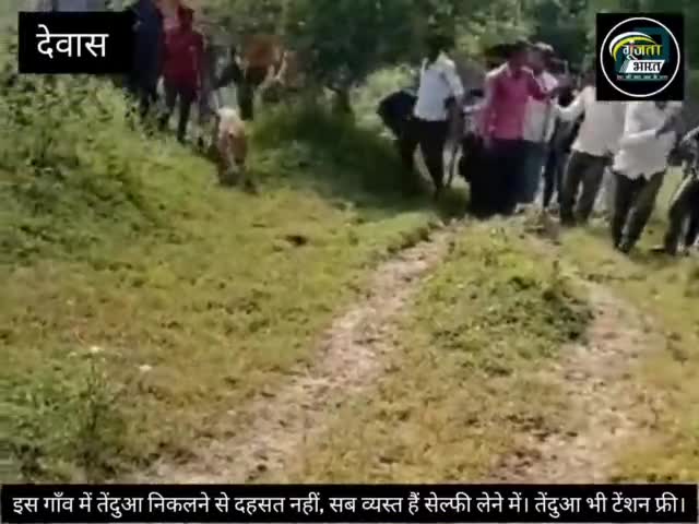 देवास : इकलेरा गांव में कालीसिंध नदी के किनारे मंगलवार को झाड़ियों में ग्रामीणों ने एक #तेंदुआ को देखा और धीरे-धीरे लोग