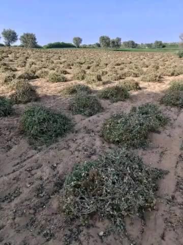 इतिहास का सबसे सूखा और गर्म अगस्त गुजरा है,,
  पानी के अभाव में बहुत से स्थानों पर  मूंगफली की फसल नष्ट हो गई है। किसान भाइयों से आग्रह है कांग्रेस सरकार है, बोट चाहिए तो कम करो राजस्थान प्रदेश में नेताओं को पड़कर खेत पर काम करना है, #अकाल