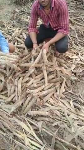 गांव फुलवारा, सूती, पीपला, महचोली आदि गामो मे बारिश के कारण बाजरा की फसल पूरी तरह खराब 
#abpnews_live pur_2 #abpnews_l