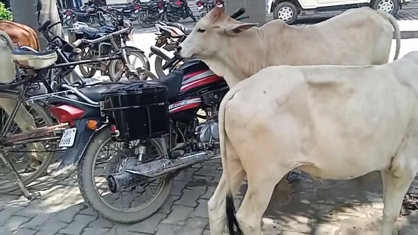 #nagrikexpressnews  जखनिया तहसील में खुलेआम घूम रहे पशु #news #breakingnews #shorts #newsheadlines