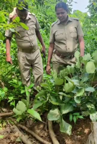 ସୁବଳୟା: ସାହାଜଲାଥା, ଚୁବୁକାଦାଦର୍ ଏବଂ ପୁଇପାନ୍ ଜଙ୍ଗଲରୁ ବ୍ୟାପକ ପରିମାଣର ମହୁଲ ପୋଚୋ ନଷ୍ଟକଲା ସ୍ଥାନୀୟ ପୋଲିସ୍