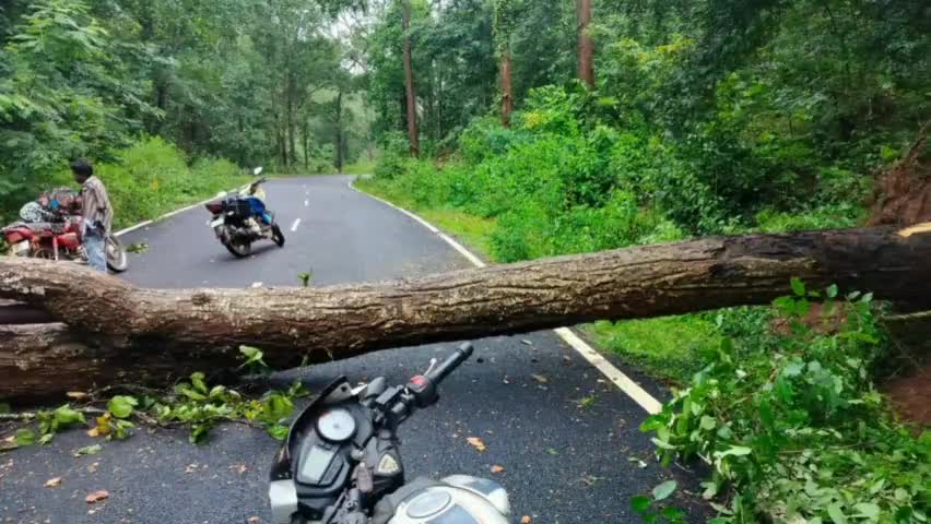 ଥୁଆମୂଳ ରାମପୁର: ଲଗାଣ ବର୍ଷା ପ୍ରଭାବରେ ସିଆଲିପଦର ଠାରେ ଗଛ ଉପୁଡ଼ି ମୁଖ୍ୟ ରାସ୍ତା ଅବରୋଧ