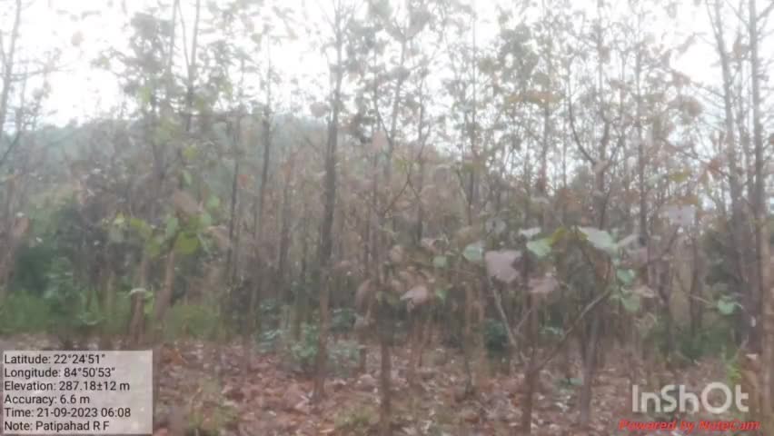 ହାତିବାରି: ବାଟରେ ହାତୀବାରି ଓ କଣ୍ଟାଝରରେ ଧାନ ଖାଇବା ସହ ଘର ଭାଙ୍ଗି ବରପାନି ଜଙ୍ଗଲରେ ପହଞ୍ଚିଲା ପାତିପାହାଡରେ ଥିବା ଦନ୍ତାହାତୀ