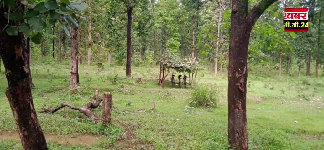 रतनपुर परीक्षेत्र के पुडू मे बेशकीमती पेंडी की अवैध कटाई, वन विभाग के अधिकारी है शांत
#पत्रकार, #रतनपुर