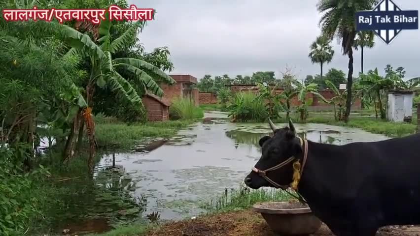 कहीं खुशी कहीं गम.. : झमाझम बरिश से एक तरफ किसान खुश ,तो जलभराव ने लोगों की बढ़ाई परेशानी #barish #Bihar #farmers